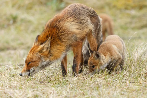Raposa vermelha filhotes posando — Fotografia de Stock