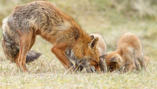 Rojo zorro cachorros posando — Foto de Stock