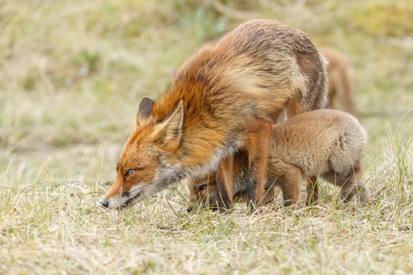 Red fox mláďata pózuje — Stock fotografie