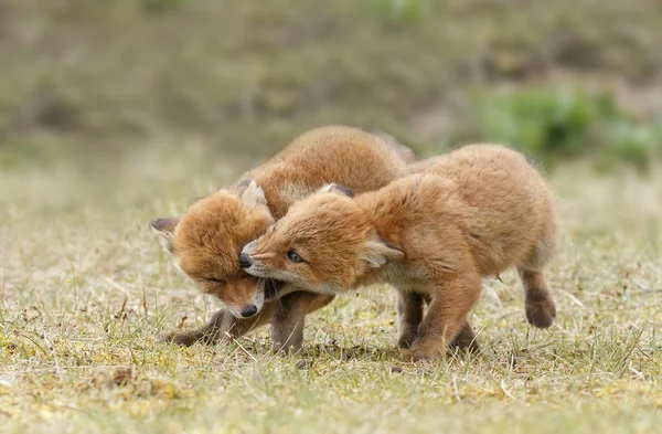 Red fox szczeniaki pozowanie — Zdjęcie stockowe