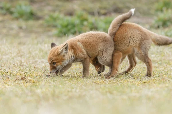 Червоні лисиці позує — стокове фото