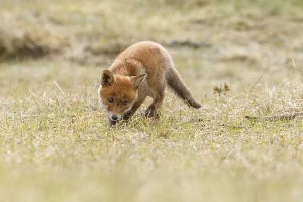 小さなかわいい赤狐カブ — ストック写真