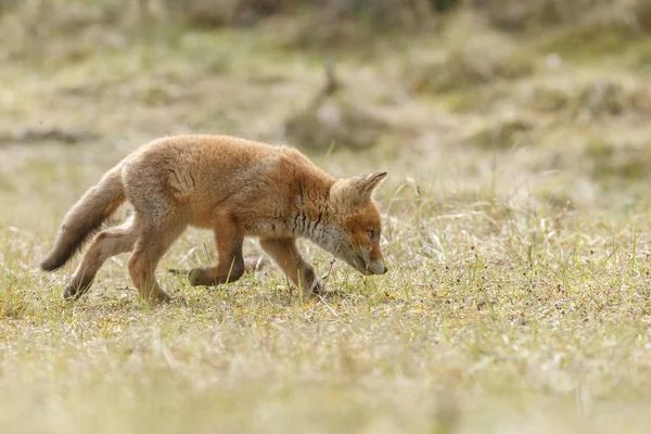 Pequeño lindo cachorro de zorro rojo —  Fotos de Stock