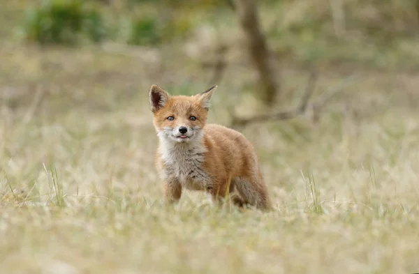 Piccolo cucciolo di volpe rosso carino — Foto Stock