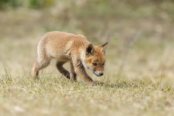 Petit petit renard rouge mignon — Photo