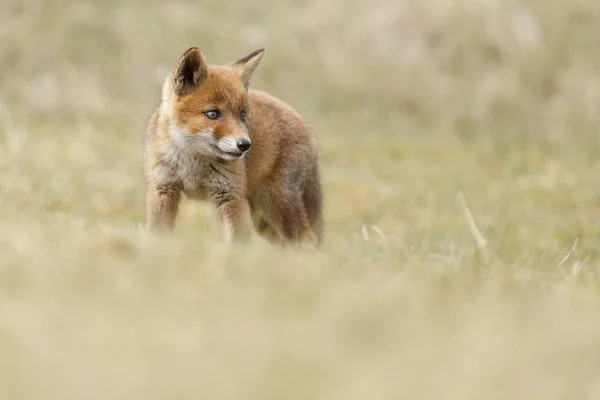 Liten söt red fox cub — Stockfoto