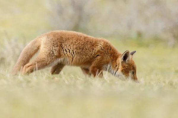 小さなかわいい赤狐カブ — ストック写真