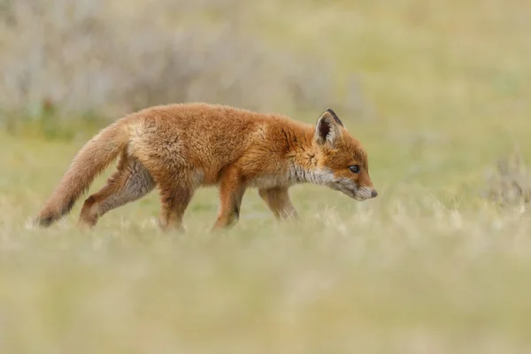 Liten söt red fox cub — Stockfoto