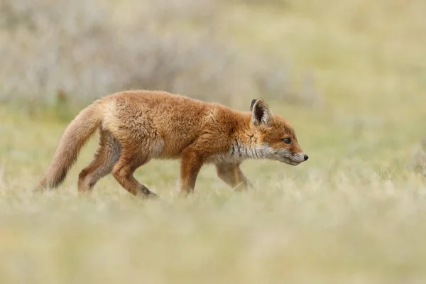 Piccolo cucciolo di volpe rosso carino — Foto Stock