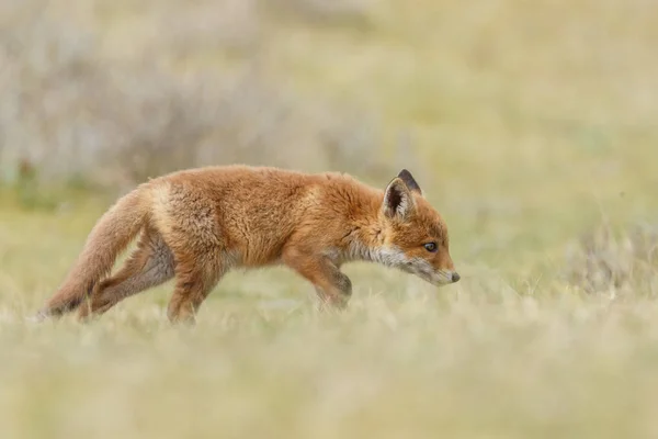 Liten söt red fox cub — Stockfoto