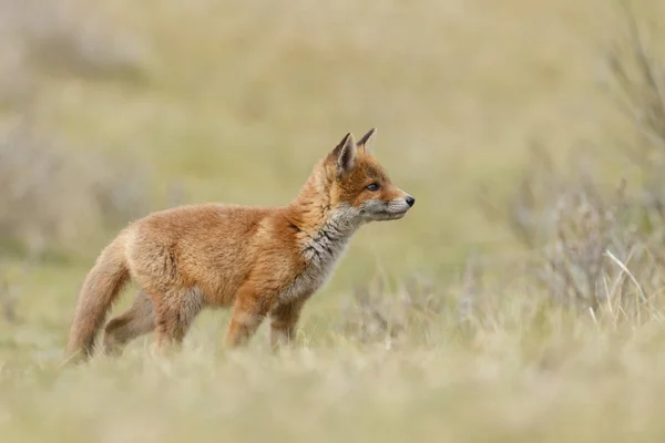 Μικρό χαριτωμένο Κόκκινη αλεπού cub — Φωτογραφία Αρχείου
