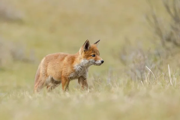 Μικρό χαριτωμένο Κόκκινη αλεπού cub — Φωτογραφία Αρχείου