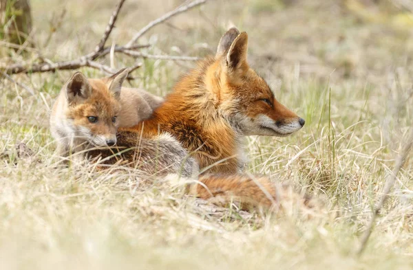 Dos cachorros de zorro rojo jugando — Foto de Stock