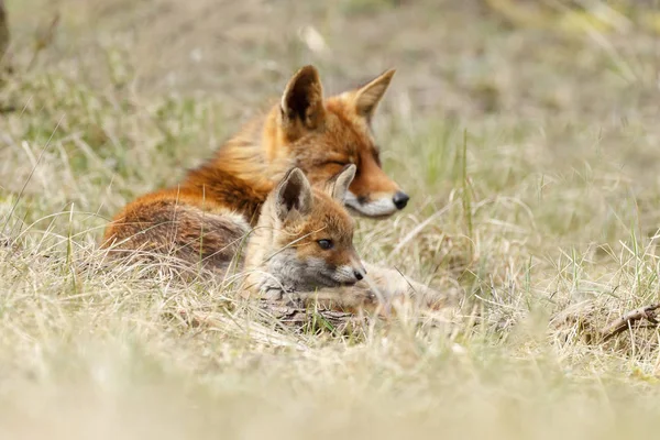 Två red fox ungar spelar — Stockfoto