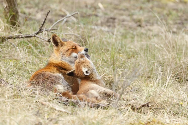 Δύο Κόκκινη αλεπού cubs παιχνίδι — Φωτογραφία Αρχείου