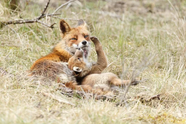 Dois filhotes de raposa vermelha jogando — Fotografia de Stock
