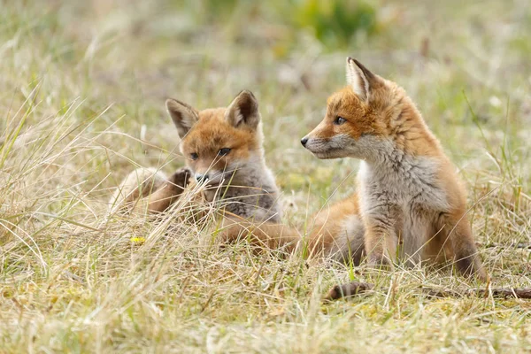 Red fox szczeniaki pozowanie — Zdjęcie stockowe