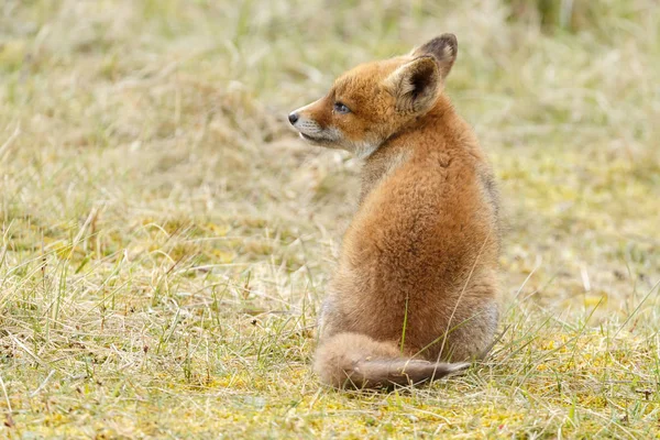 Μικρό χαριτωμένο Κόκκινη αλεπού cub — Φωτογραφία Αρχείου