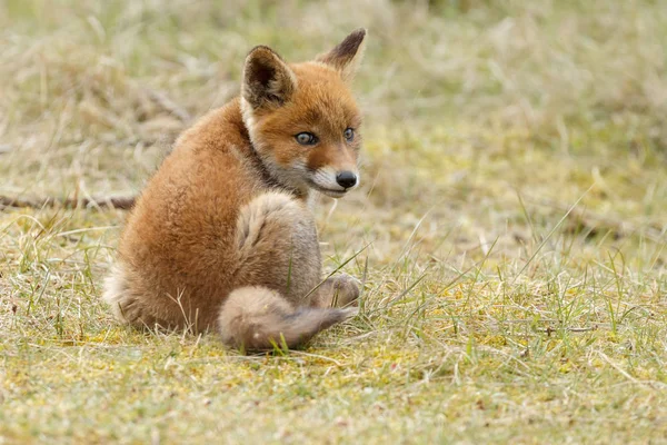 Pequeño lindo cachorro de zorro rojo — Foto de Stock