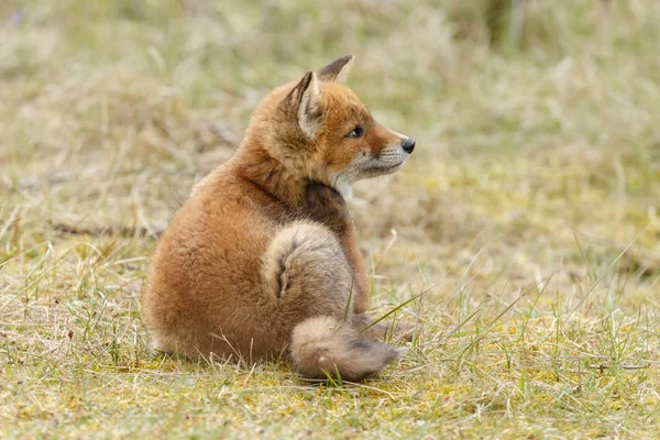 Μικρό χαριτωμένο Κόκκινη αλεπού cub — Φωτογραφία Αρχείου