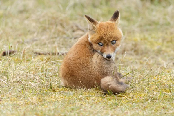 Little cute red Lisa cub — Zdjęcie stockowe