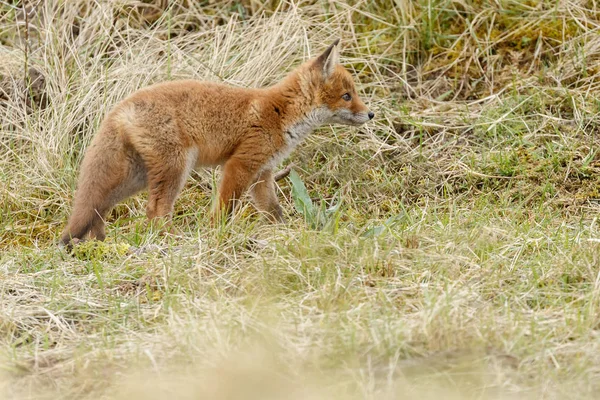 Pequeño lindo cachorro de zorro rojo — Foto de Stock