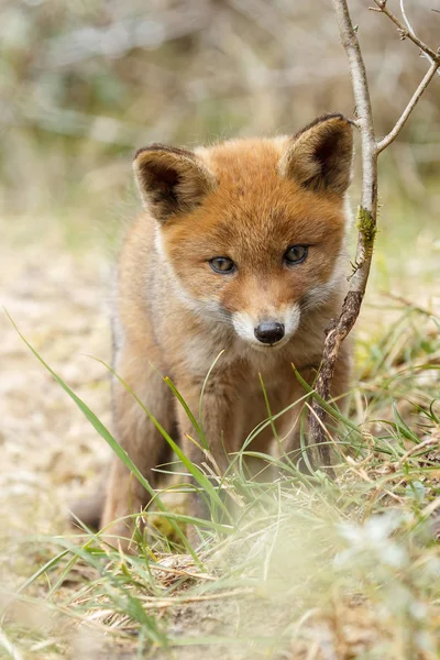 Pouco bonito filhote de raposa vermelha — Fotografia de Stock