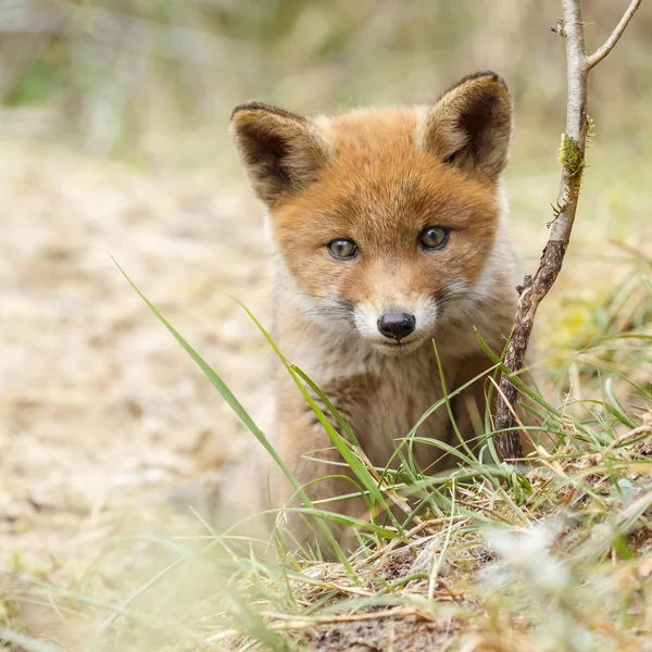 Kleines süßes Rotfuchsjunges — Stockfoto