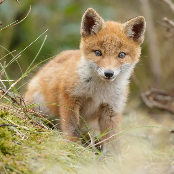 Kis aranyos vörös róka cub — Stock Fotó