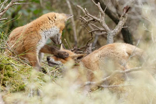 Két vörös róka kölykök játék- — Stock Fotó
