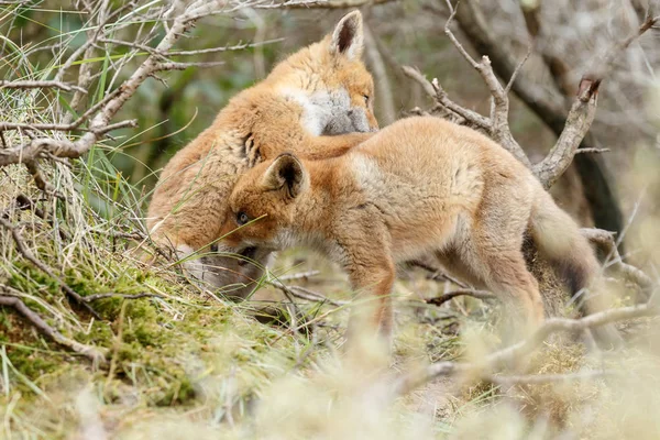 Zwei Rotfuchswelpen spielen — Stockfoto