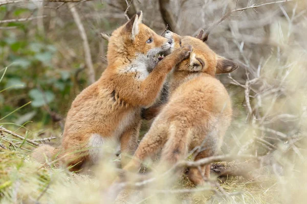 Due cuccioli di volpe rosso giocare — Foto Stock