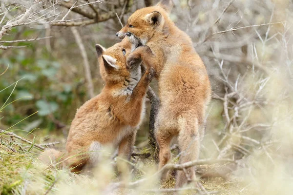 Oynayan iki Kızıl Tilki yavrularını — Stok fotoğraf