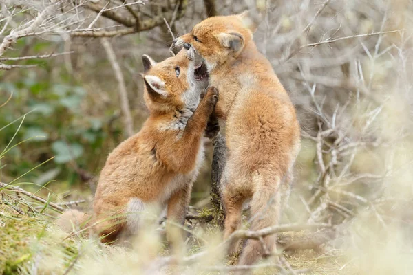 Dwa szczeniaki red fox gra — Zdjęcie stockowe