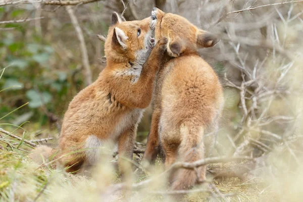 Due cuccioli di volpe rosso giocare — Foto Stock