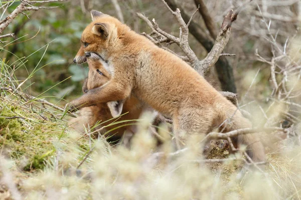 Twee red fox welpen spelen — Stockfoto
