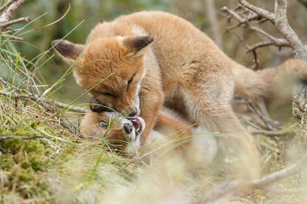Two red fox cubs playing — Stock Photo, Image