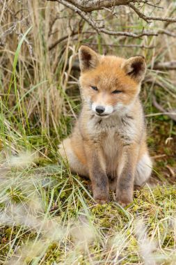 Küçük şirin Kırmızı tilki yavrusu