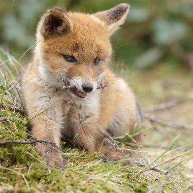 Kırmızı tilki yavrusu bir dal ile 