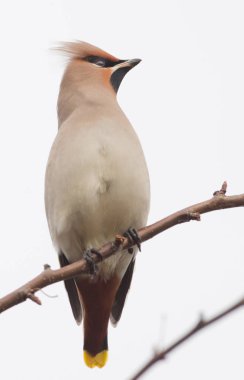 Bir dal üzerinde tünemiş bohem ipekkuyruk 