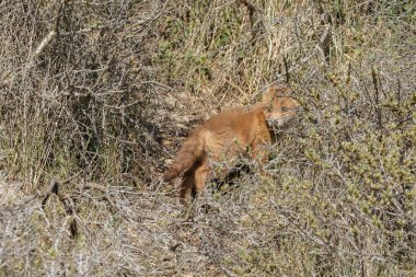 Küçük şirin Kırmızı tilki yavrusu 
