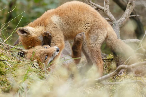 Dois filhotes de raposa vermelha jogando — Fotografia de Stock