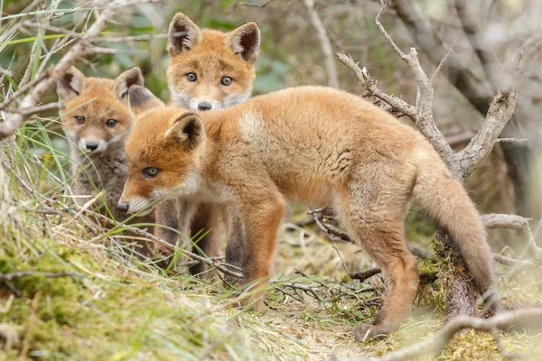 Oynayan iki Kızıl Tilki yavrularını — Stok fotoğraf