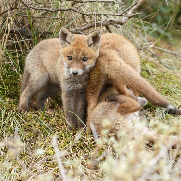 Dvě mláďata red fox hrát — Stock fotografie