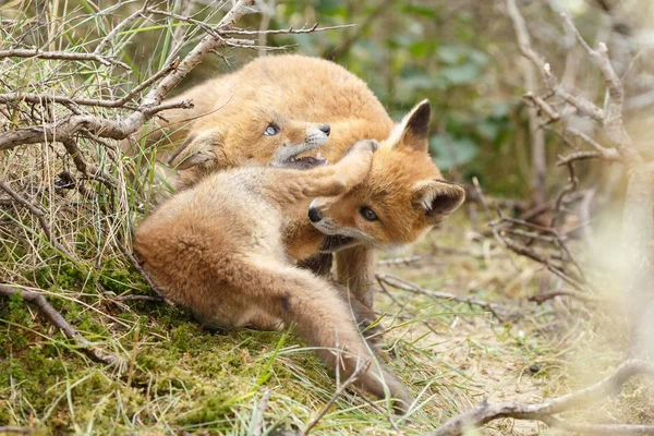 Dos cachorros de zorro rojo jugando —  Fotos de Stock
