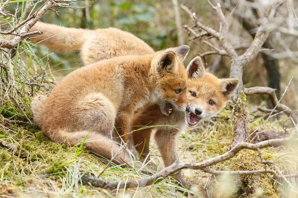 两只红狐狸幼崽玩 — 图库照片