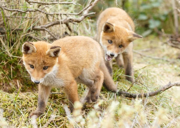 Dwa szczeniaki red fox gra — Zdjęcie stockowe