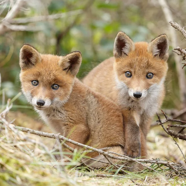 Δύο cubs Κόκκινη αλεπού που παρουσιάζουν — Φωτογραφία Αρχείου