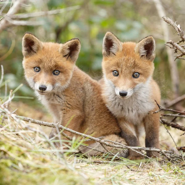 Twee red fox welpen poseren — Stockfoto