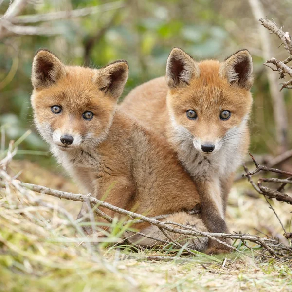 İki kırmızı tilki yavrularını poz — Stok fotoğraf